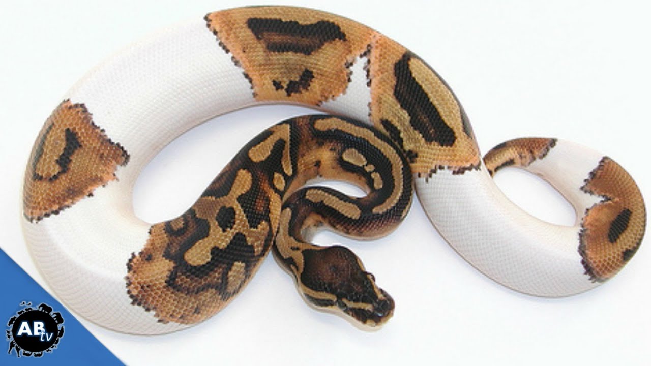 Mutant Ball Pythons! SnakeBytesTV - Ep. 405 : AnimalBytesTV