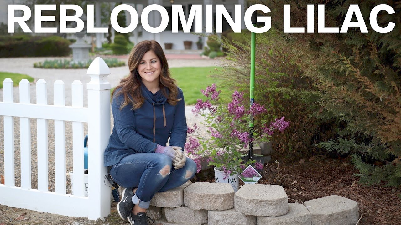 Bloomerang Purple Reblooming Lilac // Garden Answer