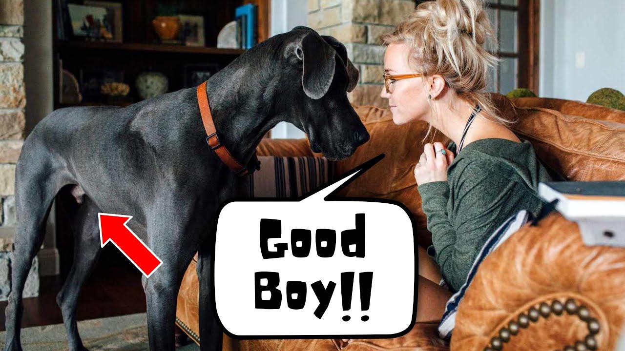 Women think men are dogs but…