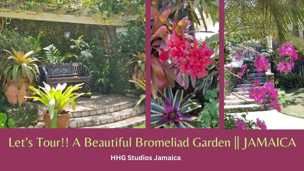 Let's Tour!! A Beautiful Bromeliad Garden || JAMAICA