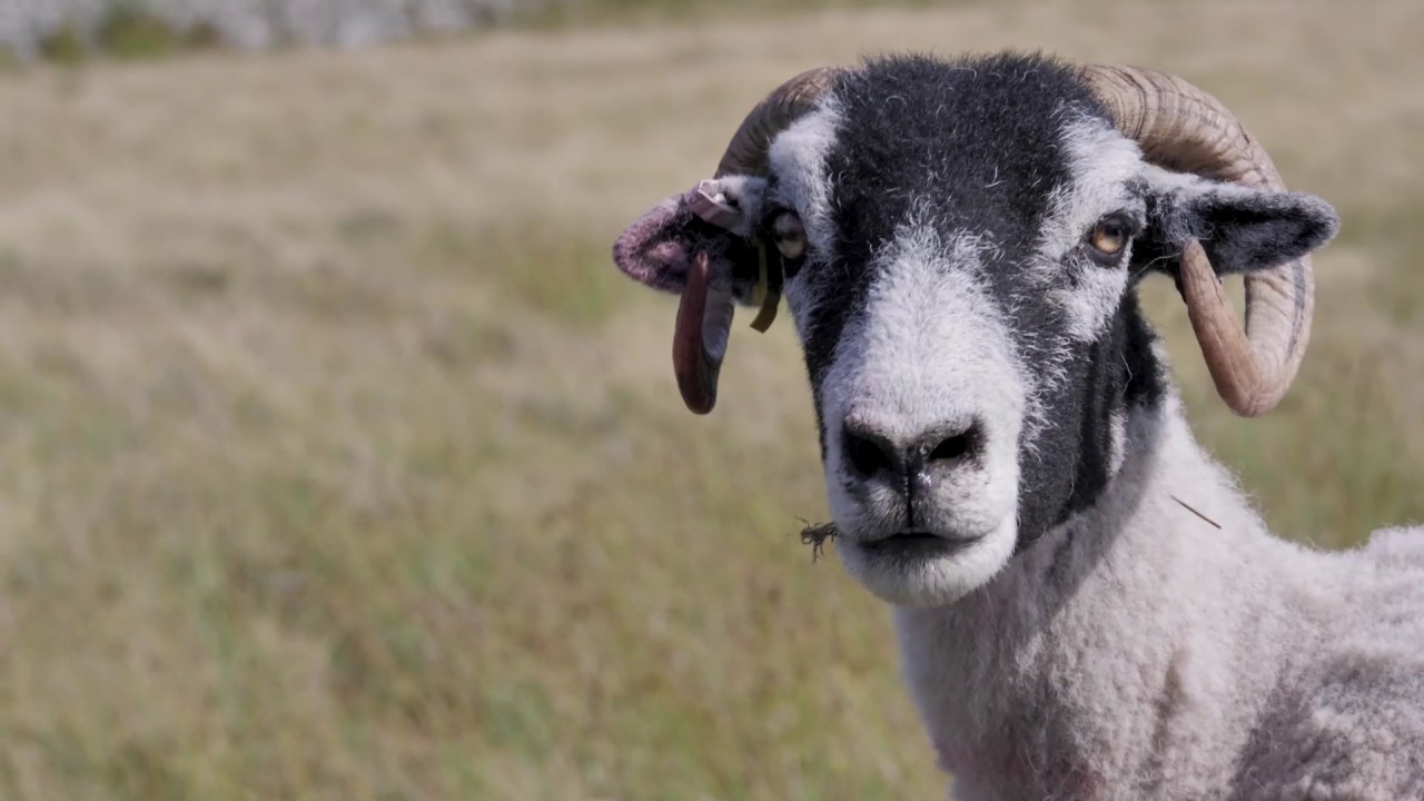 30 minutes with the Herdwick Sheep and Belted Galloway Cattle of the Lake District