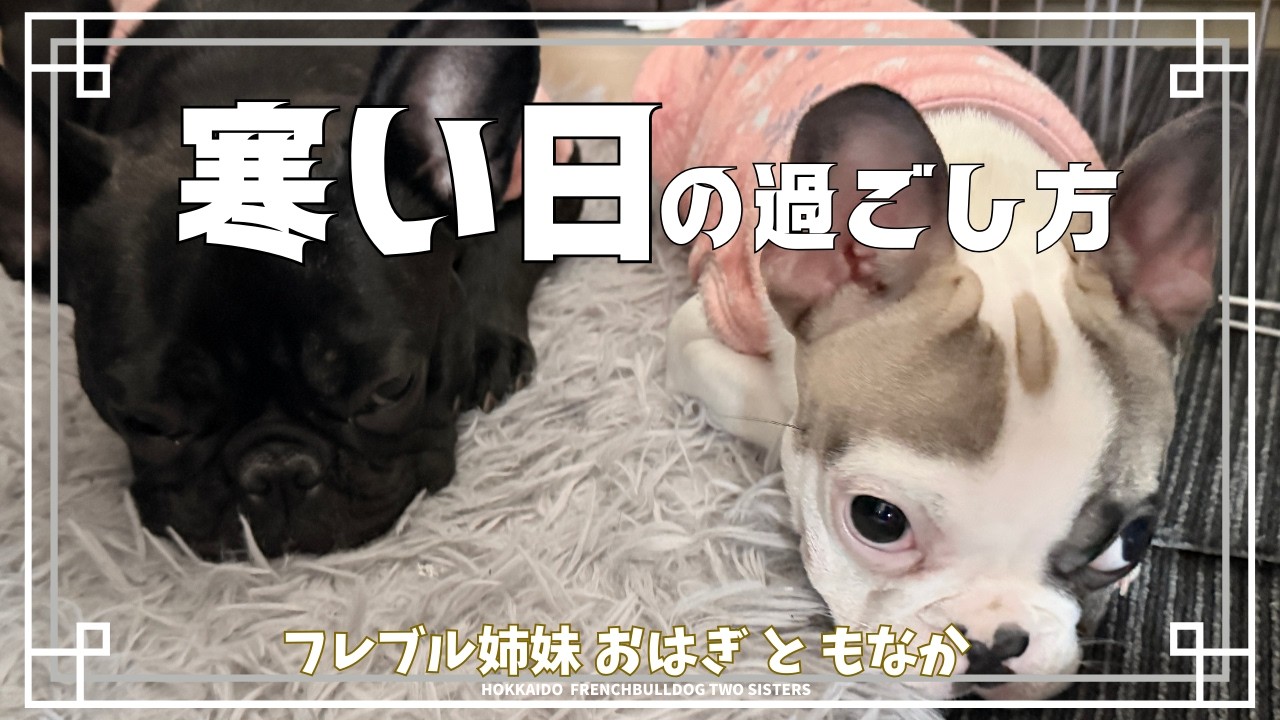 【北海道フレブル】寒い日の過ごし方。🔥暖房前渋滞中｜How to spend a cold day. 🔥 Gather before turning on the heat.