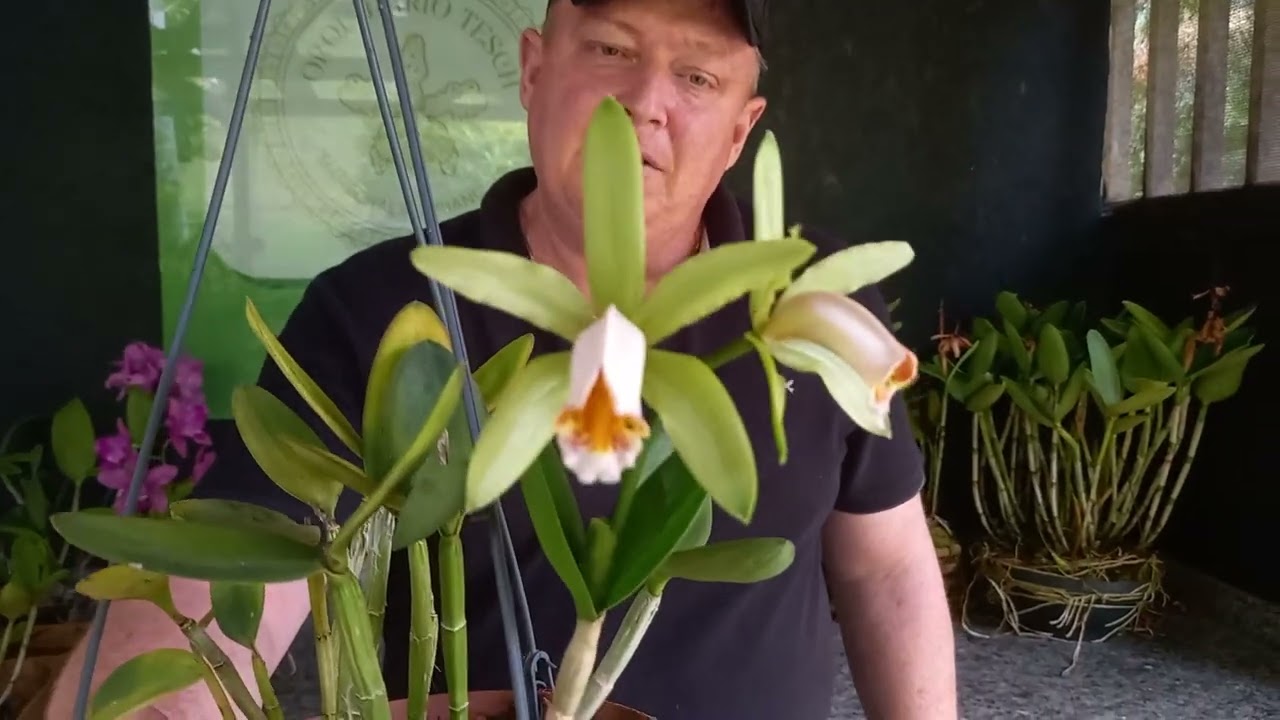 Cattleya forbesii: conhe&ccedil;a essa planta incr&iacute;vel!