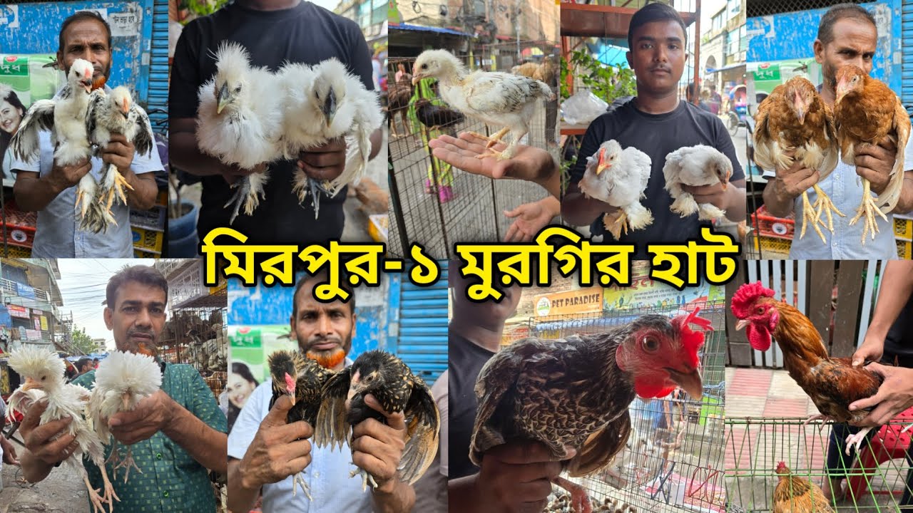 Mirpur 1 chicken hat |বাচ্চা সহ দেশি মুরগি |দেশি মুরগিতে ভরপুর |ফেন্সি মুরগি |ফেন্সি মুরগির দাম ২০২৫