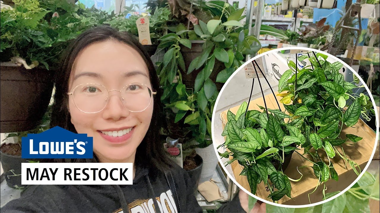 Lowe's May Restock: Monstera Siltepecana, Hoya Burtoniae, Cebu Blue Pothos, Homalomena Selby & More!