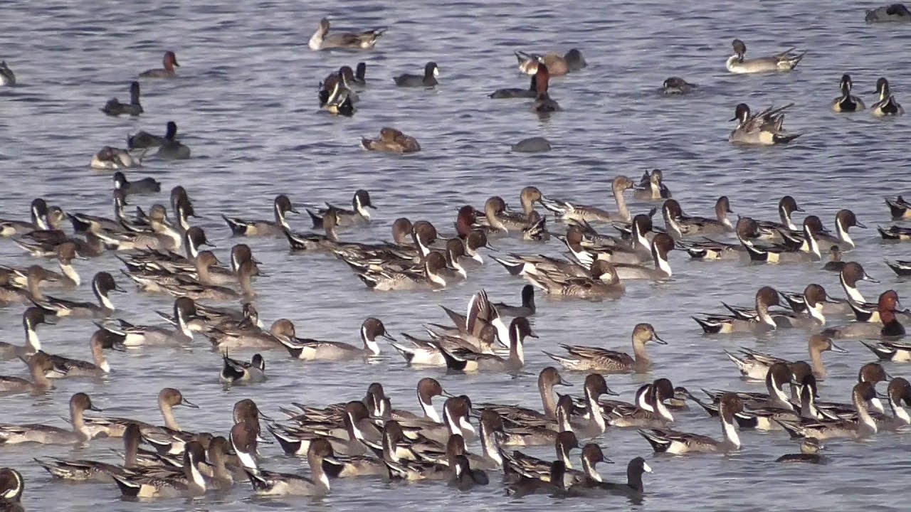 Northern Pintail. Laguna Atascosa NWR
