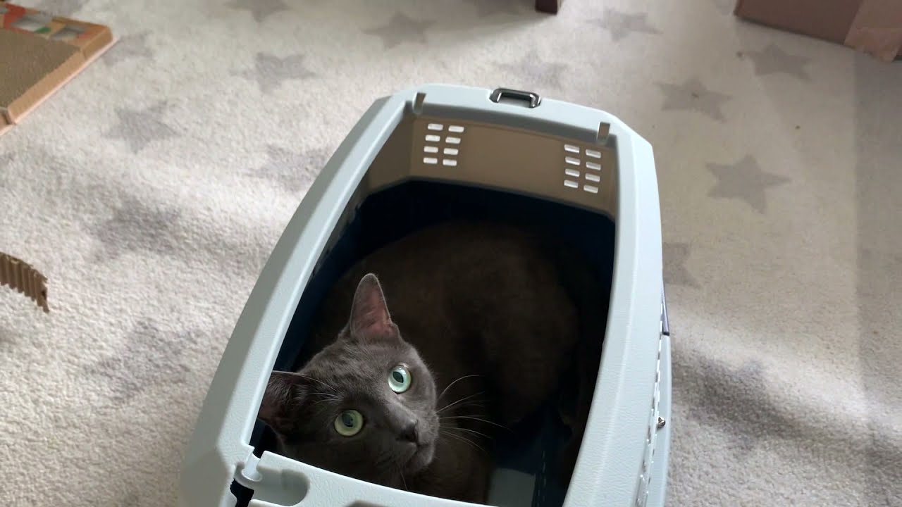 Amazon Basics Pet Carrier - 19
