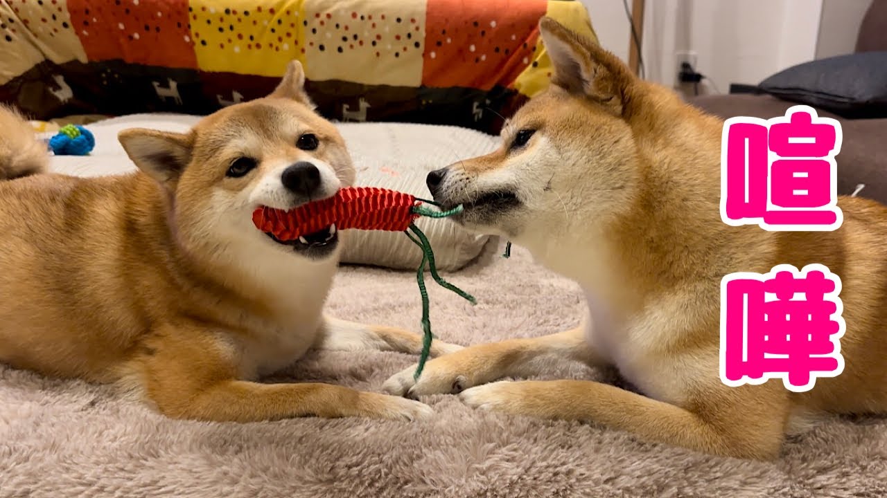姉弟喧嘩の末、弟柴犬がとった行動に感動しました…