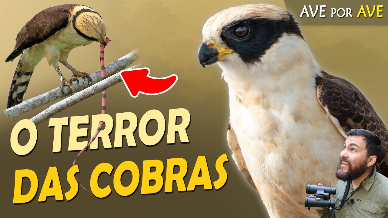 ACAUÃ Só COME COBRAS e DÁ GARGALHADAS? | Ave por Ave