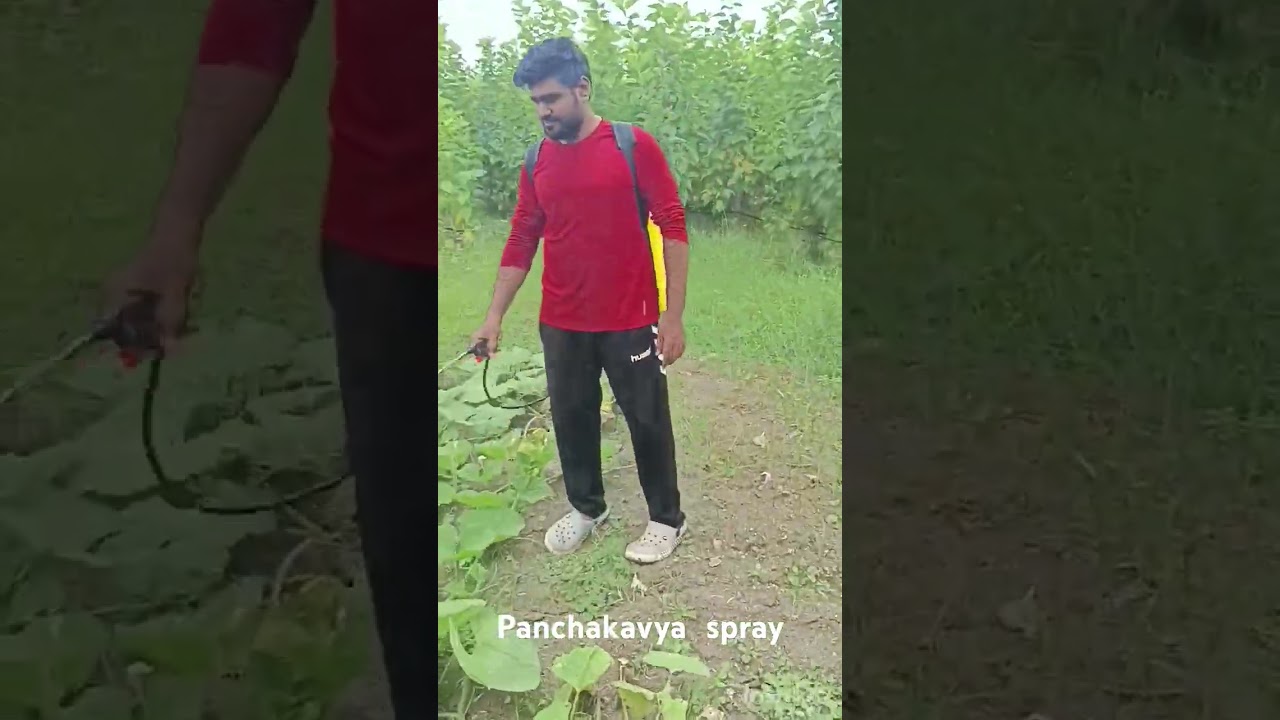 Bottle Gourd maintenance with PanchaKavya