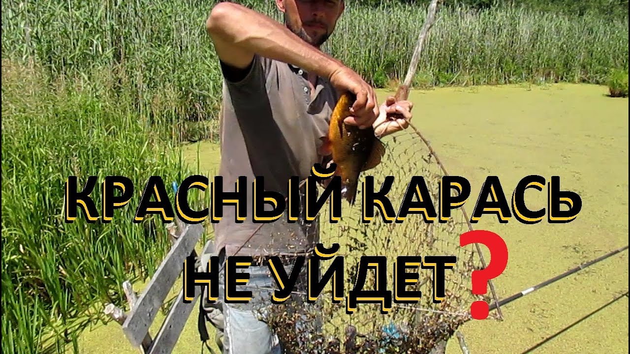 РАЗДВИГАТЕЛЬ РЯСКИ с мостика на болоте не подвел.  Красный карась не уйдет! Мозырь Беларусь