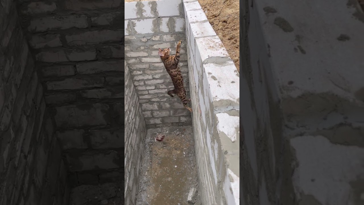Cat Activates Ultra Instinct To Jump 20 Feet