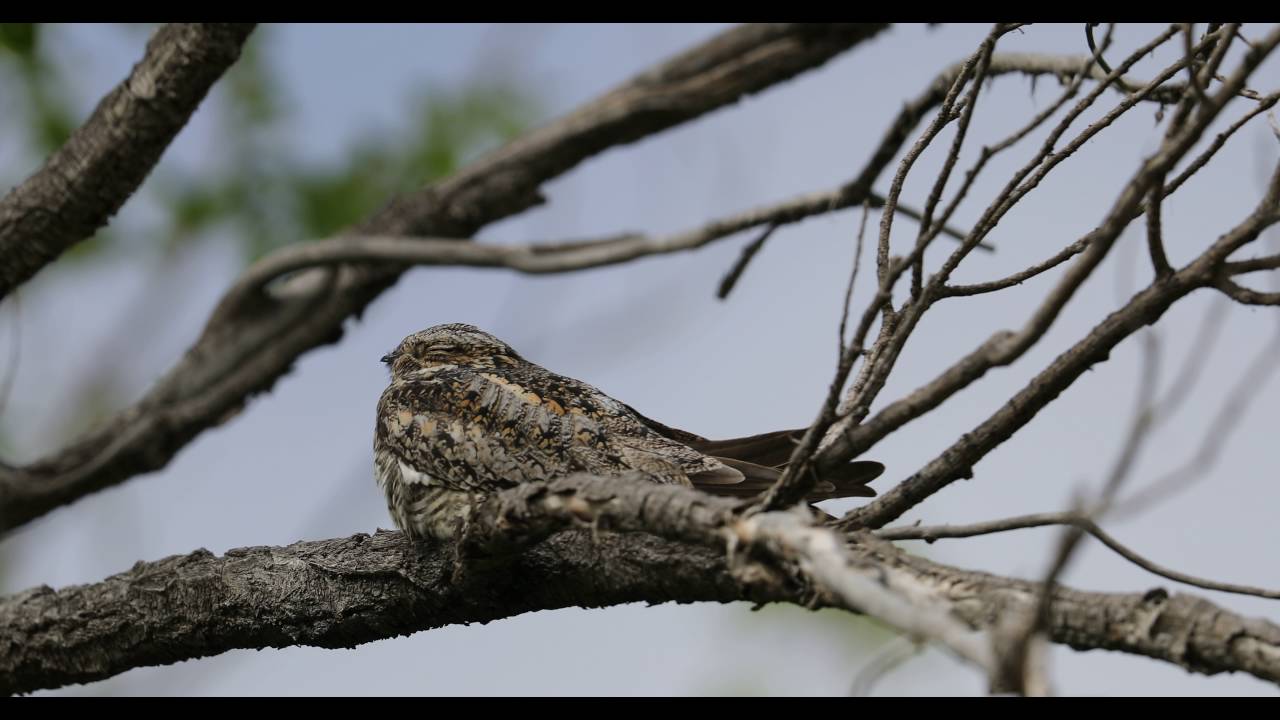 Common nighthawk - Chordeiles minor