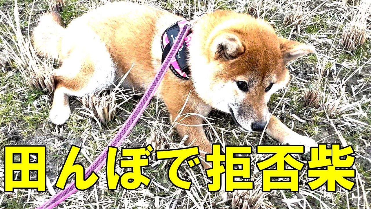 田んぼで拒否柴！日本の原風景になじむ田舎者丸出しの子犬に笑ってしまいました！【柴犬みき】A puppy who loves rice fields