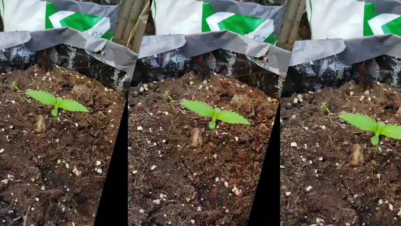 2 fast 4 buds girl scout cookie auto day 2 till 14 grow