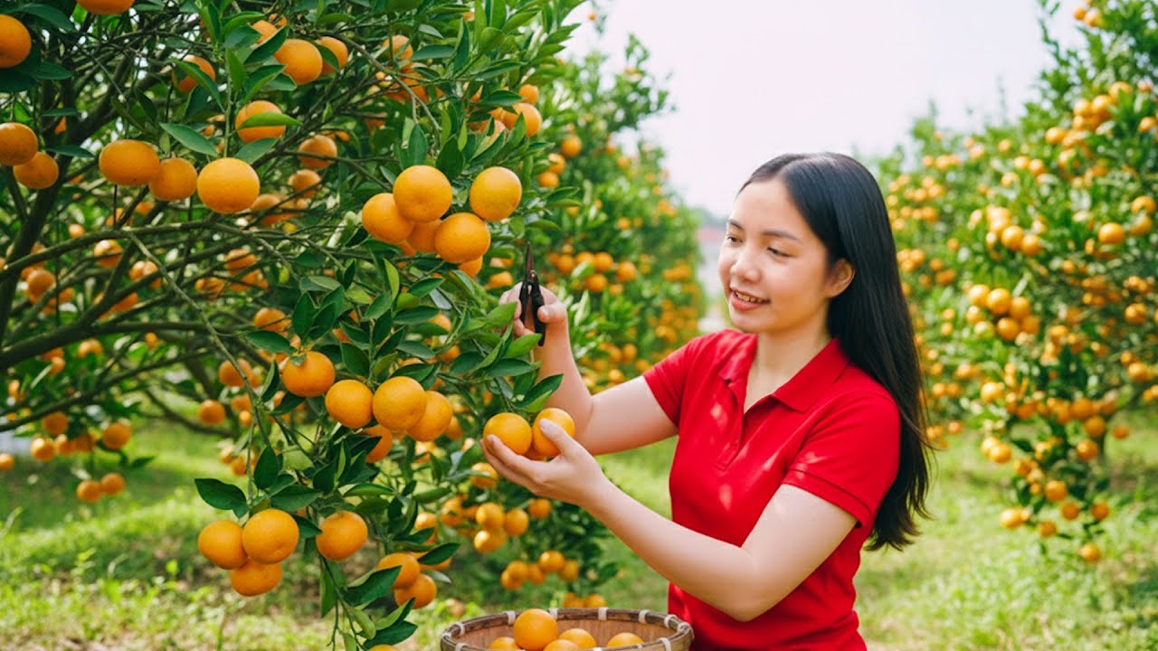 Harvesting 1000+ Kg Sweet Australian Oranges From Hill 🍊 | Countryside Market Day | Farm Life 4K