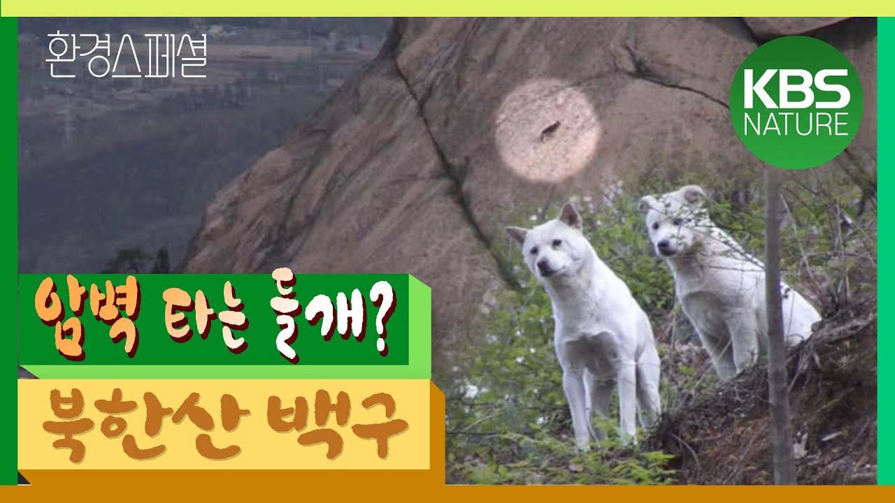 암벽 타는 들개? 환경스페셜 ‘백구, 북한산으로 간 까닭은’ / KBS 20120530 방송