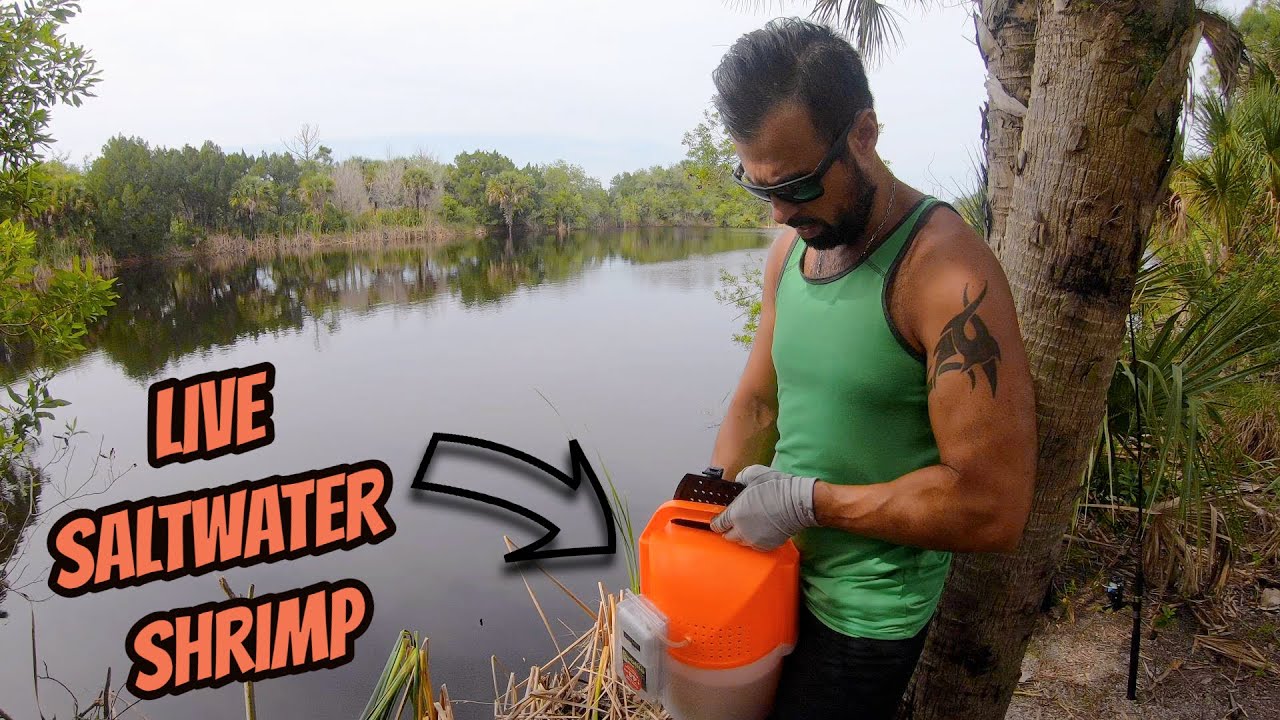 LAREGEMOUTH BASS FISHING in a HIDDEN LAKE free lining shrimp - Bass Fishing Techniques