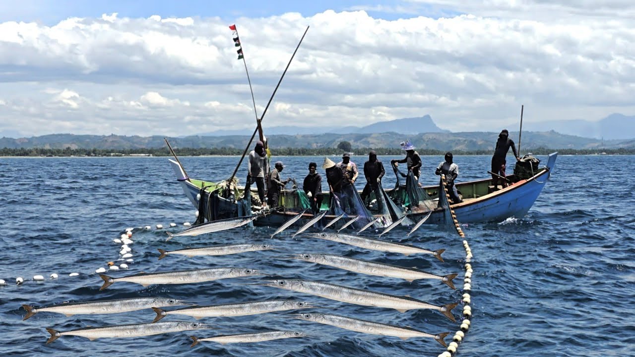 Incredible Needlefish Harvest — Massive Catch You Have to See