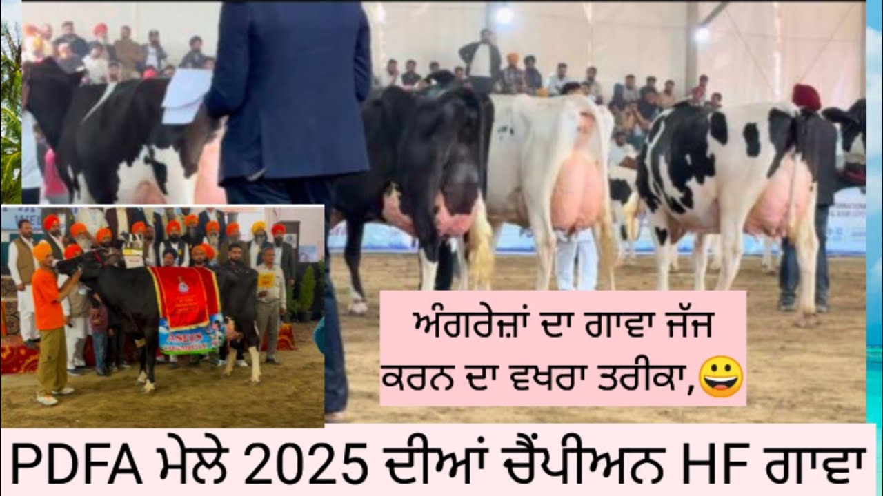 PDFA ਜਗਰਾਓਂ 2025 milk and beauty ਕੰਪੀਟਿਸ਼ਨ ਦੀਆ ਜੇਤੂ HF  ਗਾਵਾ
