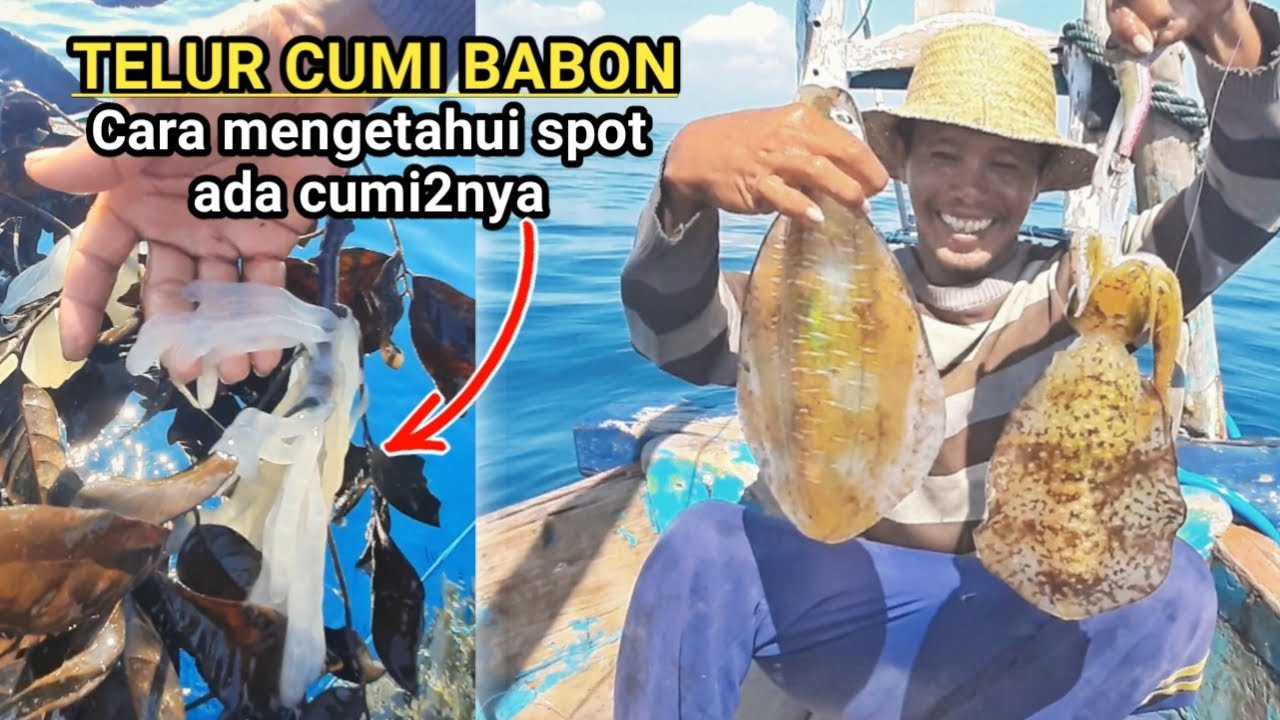 MANCING DI SARANGNYA CUMI CUMI UKURAN BABON‼️