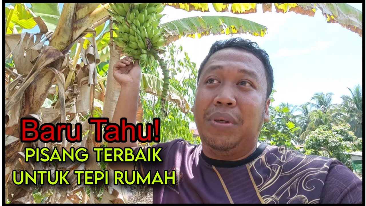 Jenis Pokok Pisang Terbaik Untuk Tanam Di Kawasan Rumah Sempit atau Kebun Kecil