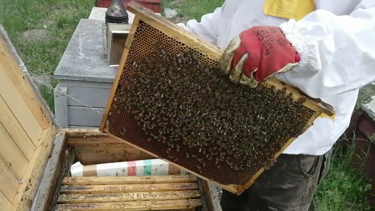Nagy méh pusztulások valódi oka !! ??