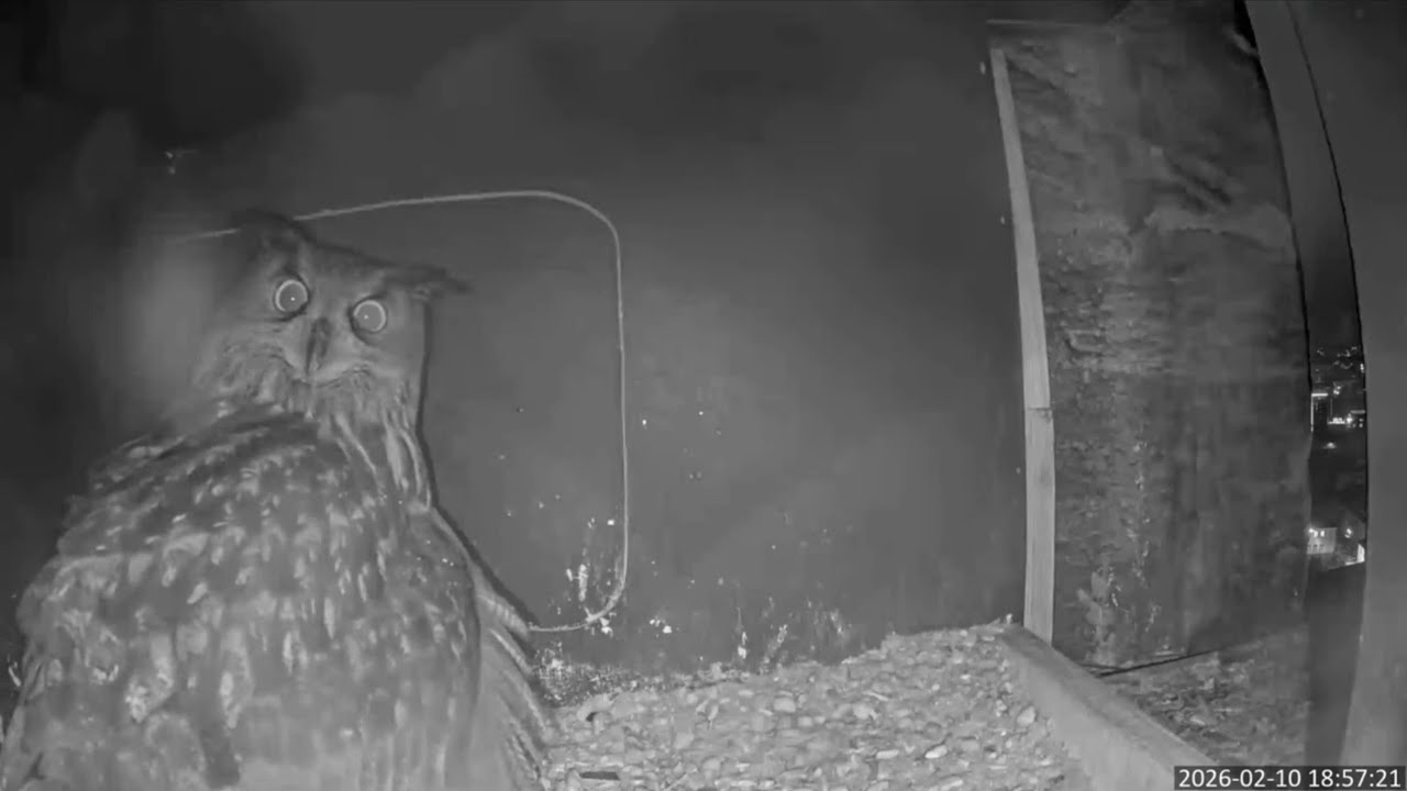NABU Marburg ♡ 10. Februar 🦉🥚💛Das erste Ei