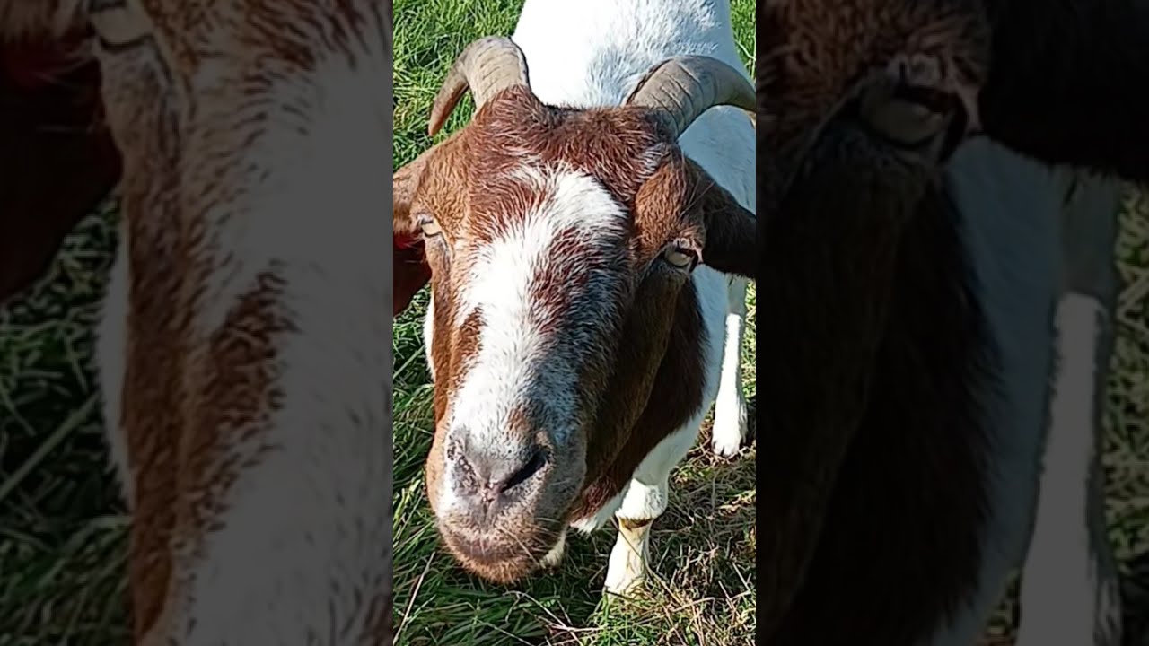 FARM Animals: Featuring my Pets 😽Cat, Goat, sheep, Baby lamb &  birds in New Zealand #cat #kids
