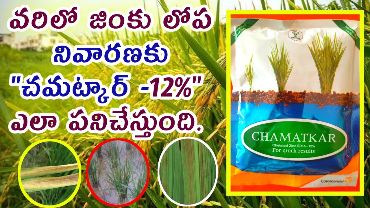 వరిలో జింక్ లోపం నివారణ కు చమత్కర్ | Chamatkar chelated  zinc review | Zinc lopam| Shiva Agri Clinic