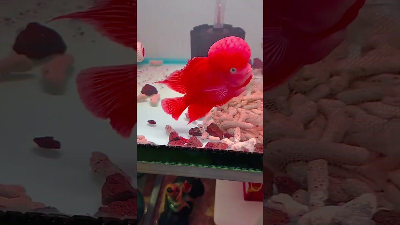 Perfect super red monkey flowerhorn