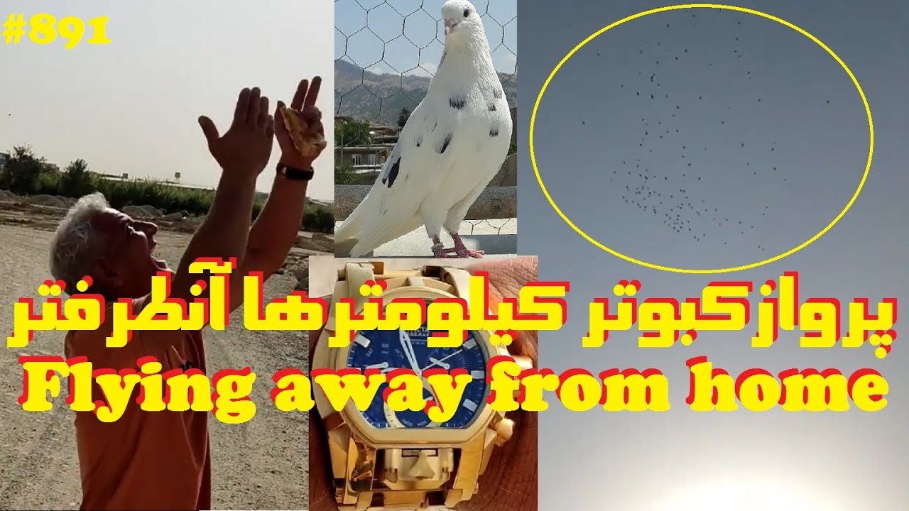 پرواز دسته کبوتر گروی آقای غلام دوستی کیلومترها آنطرف از خانه PIGEONS FLY KILOMETERS AWAY FROM HOME