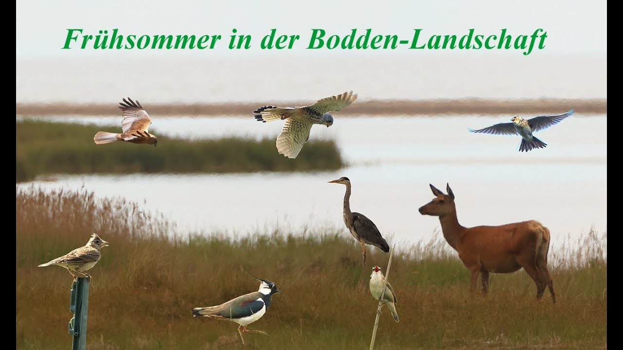 Frühsommer im Nationalpark Vorpommersche Boddenlandschaft, Vogelbeobachtungen, Tiere am Bodden