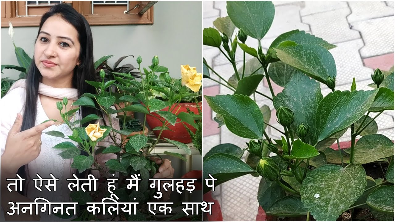 ऐसे लेती हूं मैं गुलहड़ पे अनगिनत कलियां एक साथ | How to Get Maximum Flowering on Hibiscus