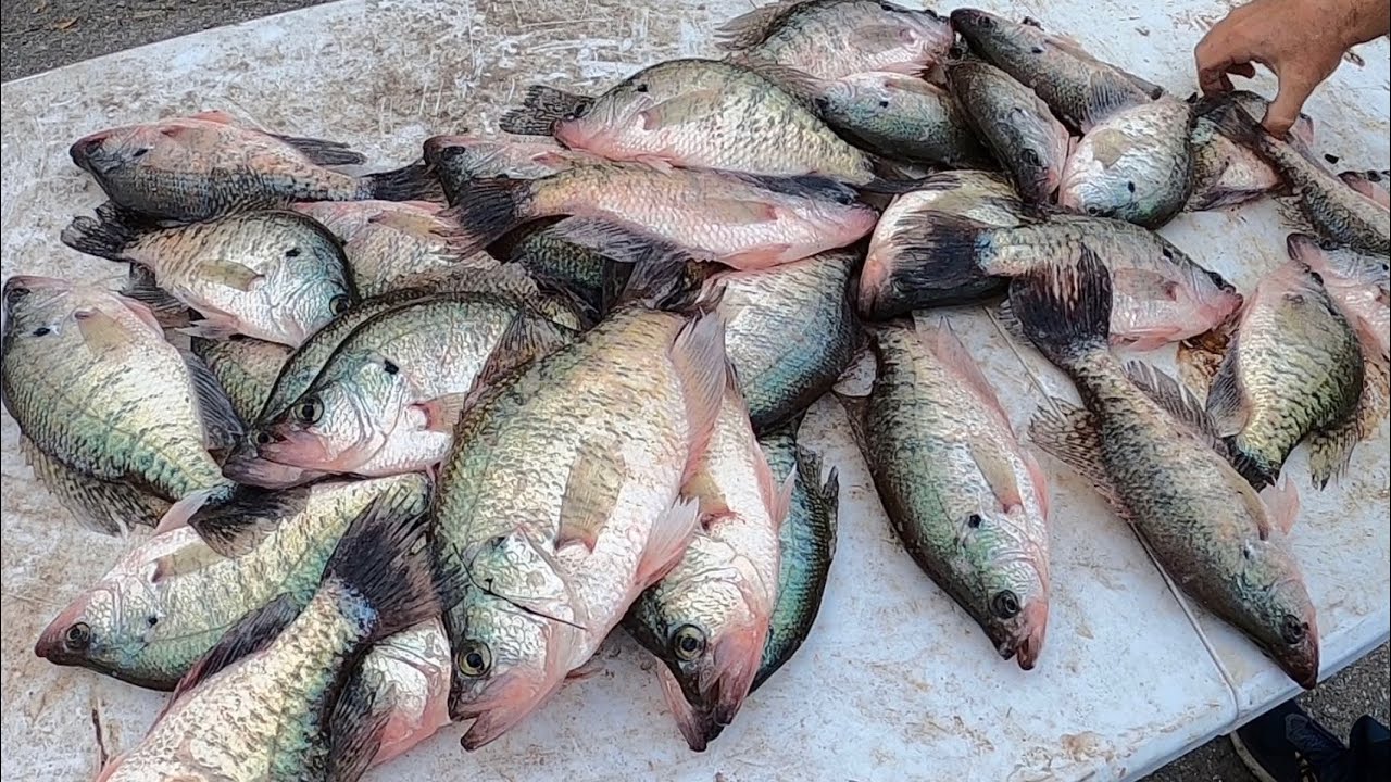 Creek CRAPPIE Fishing WITHOUT Electronics | Catch LOADS Of CREEK CRAPPIE With This Technique