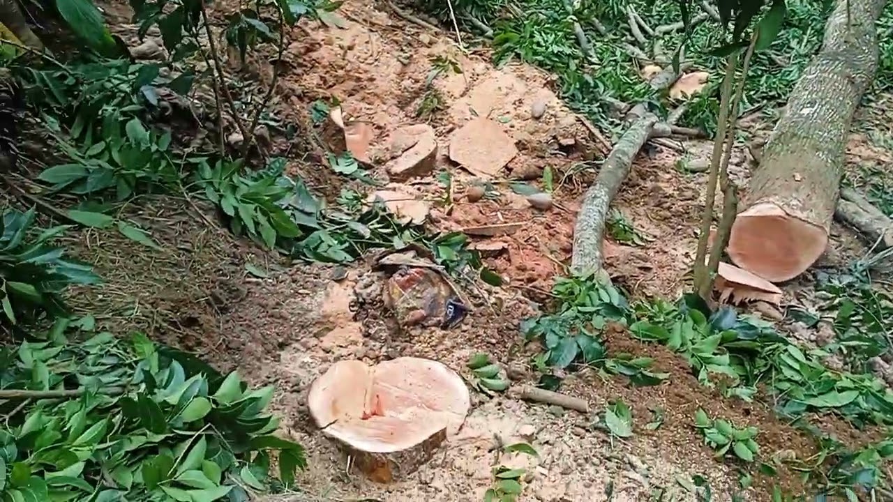 Menebang pohon mahoni super di tepian jurang dengan gergaji chinsaw stihl 381
