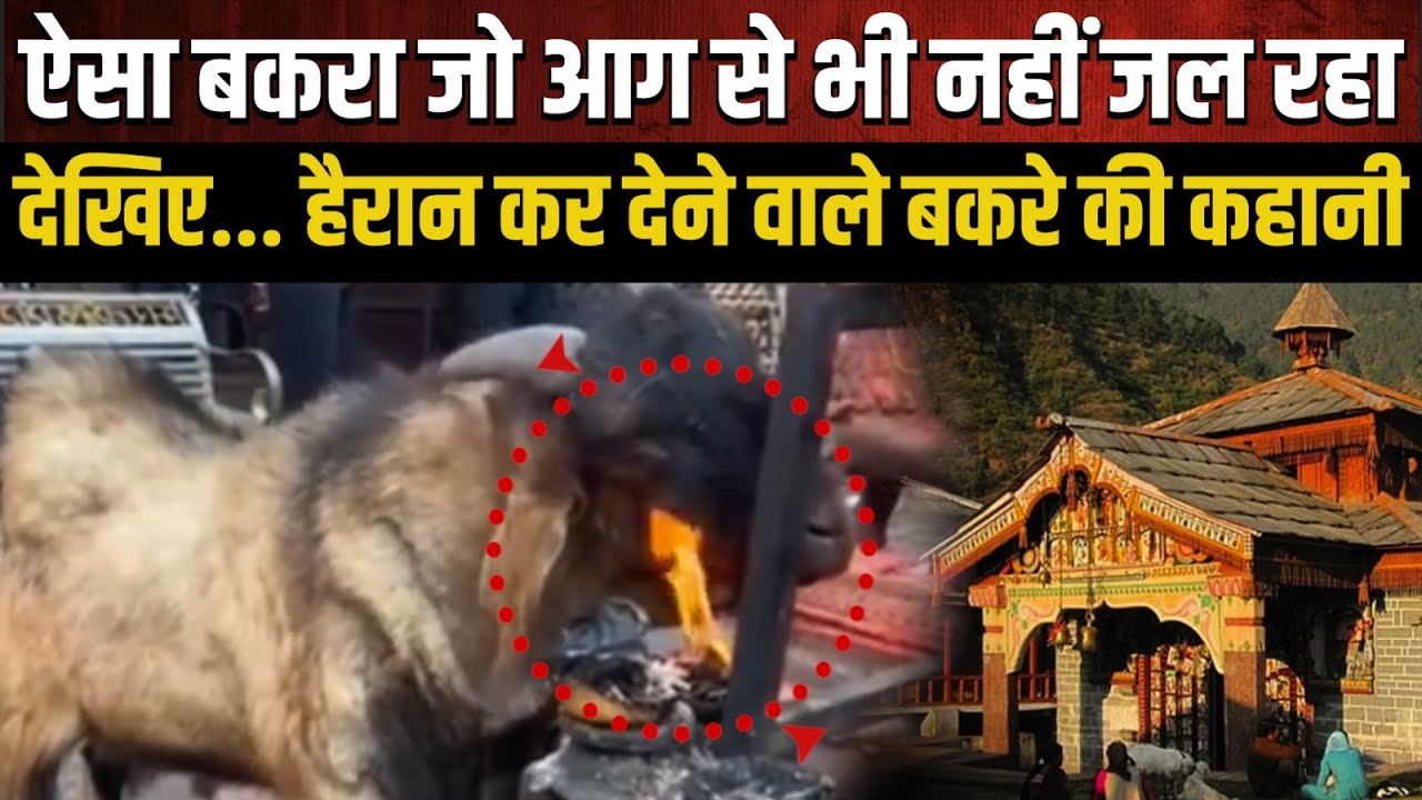ऐसा बकरा जो आग से भी नहीं जल रहा, कैसे है देवताओं की कृपया ! | Uttarakhand News