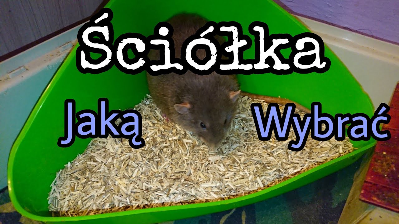 Jaka ściółka dla szczurów? (79)