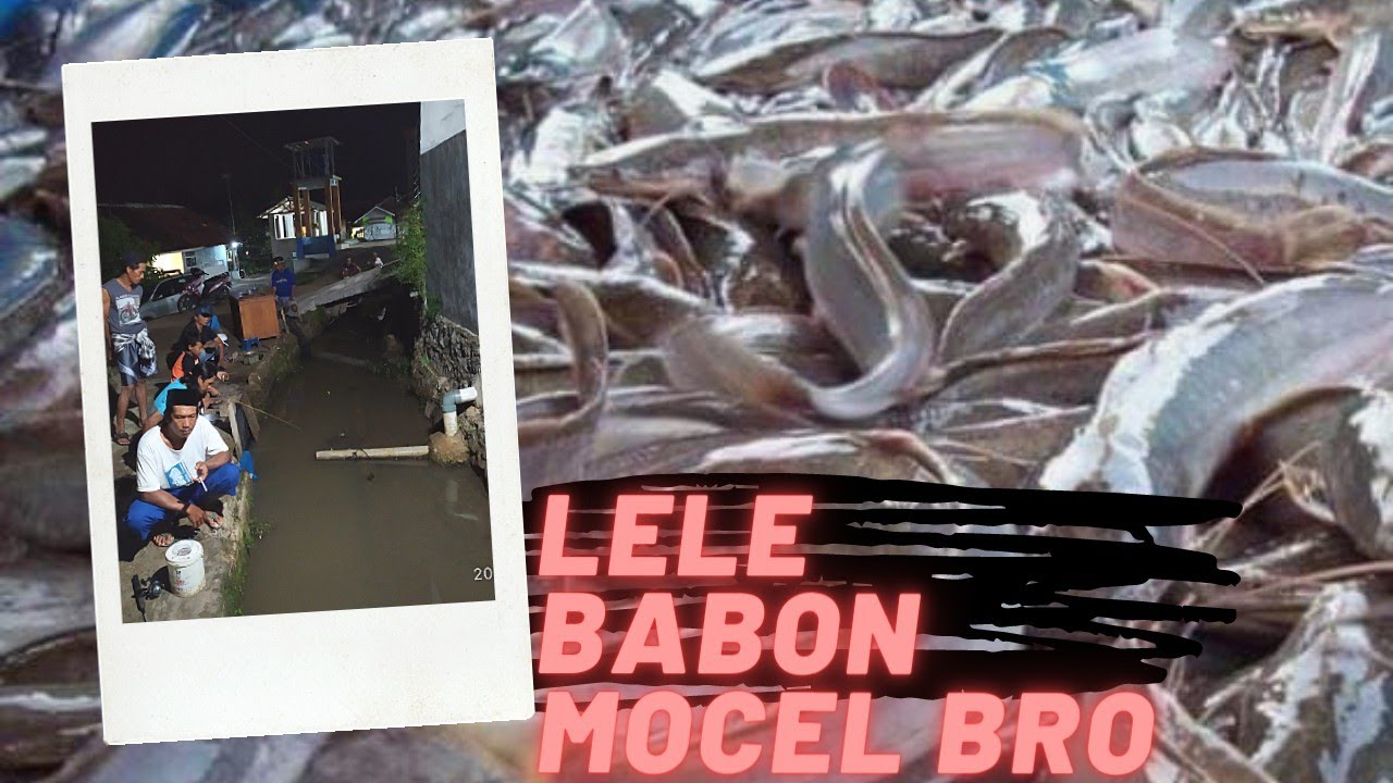 mancing lele emang Joss lele babon mocel terus..seru seru..!!