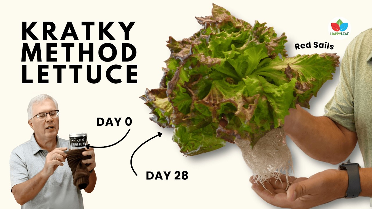 How To Grow Kratky Method Lettuce Indoors | Beginner Hydroponics