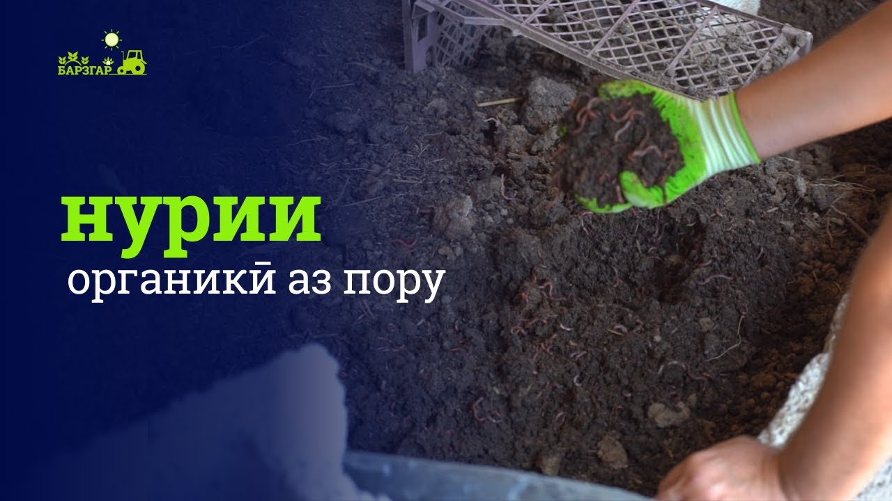 Биогумус: истеҳсоли нурии органикӣ дар Тоҷикистон