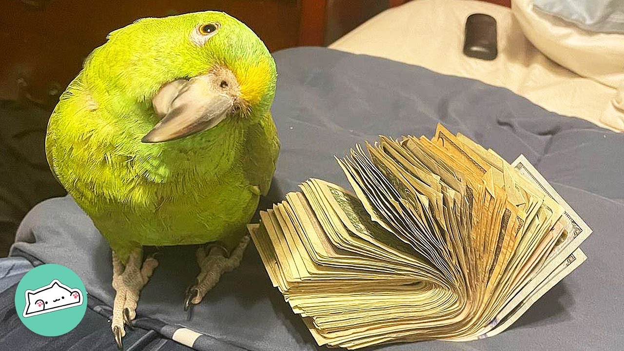 “He’s like my mom!” Parrot Talks Like Hispanic Woman And Bosses Guy Around | Cuddle Buddies