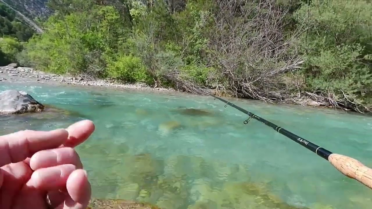 Truites fario dans une rivière limpide