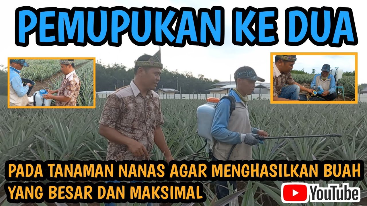 JARAK,PEMUPUKAN KE DUA PADA TANAMAN NANAS @filanbrigjen5296