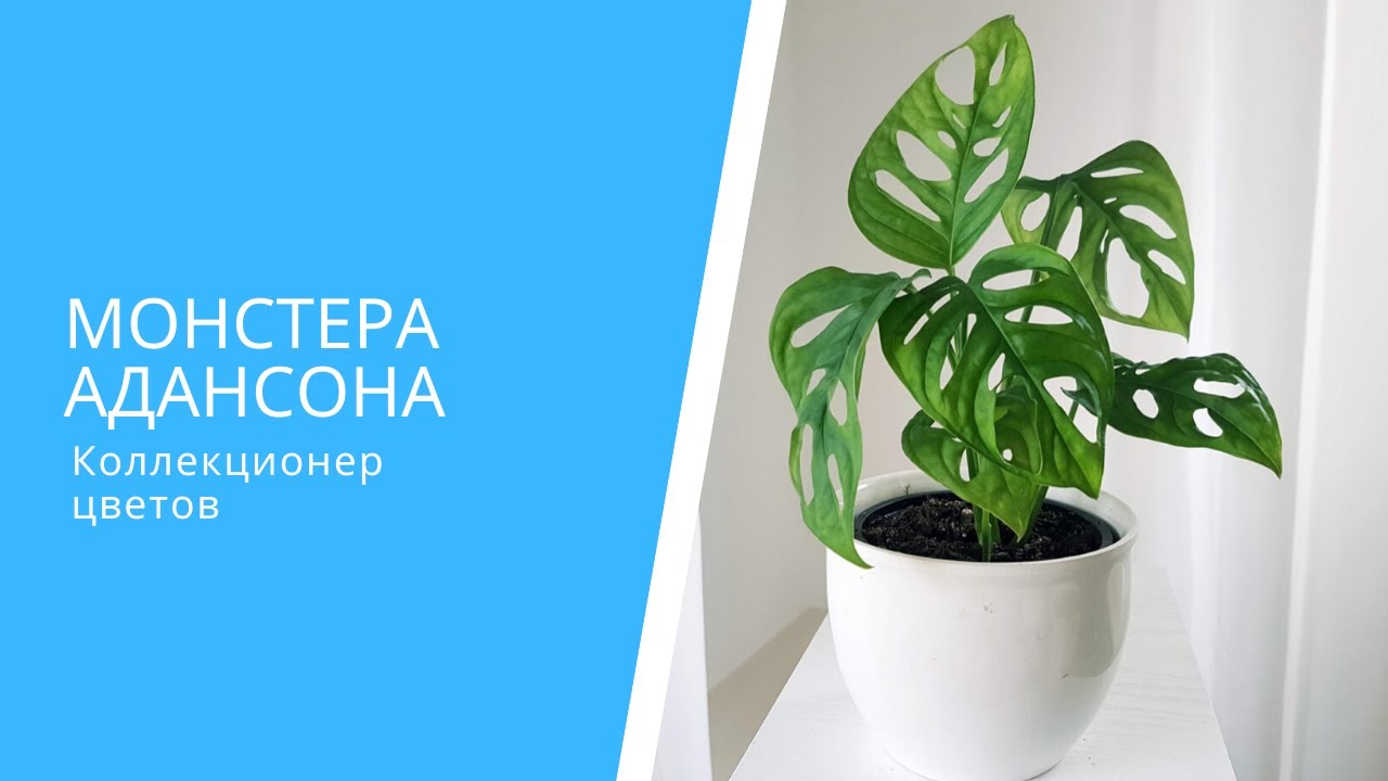 Монстера Адансона: от черенкования до укоренения. 41 день в одном видео.