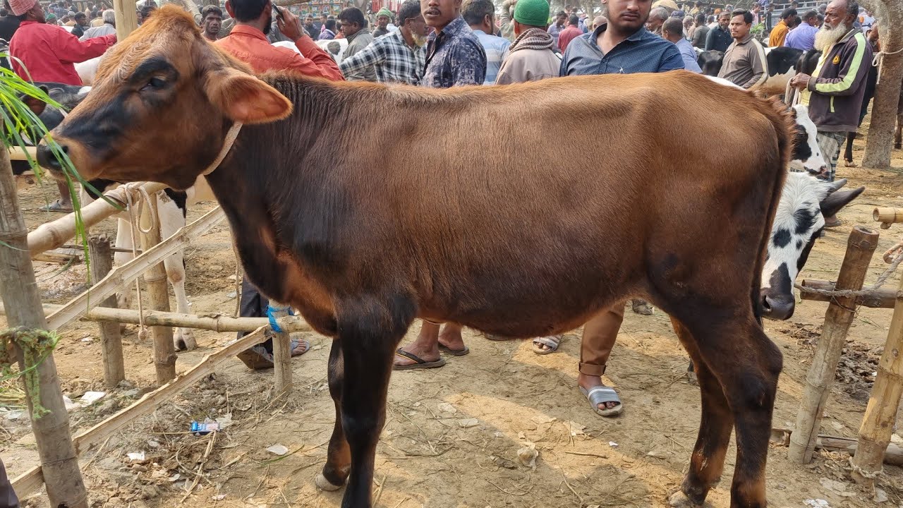 @আজ ৯ ফেব্রুয়ারী ২৬ | জার্সি, ফ্রিজিয়ান বকনা বাছুর গরুর দাম | রানীগঞ্জ হাট | দিনাজপুর 