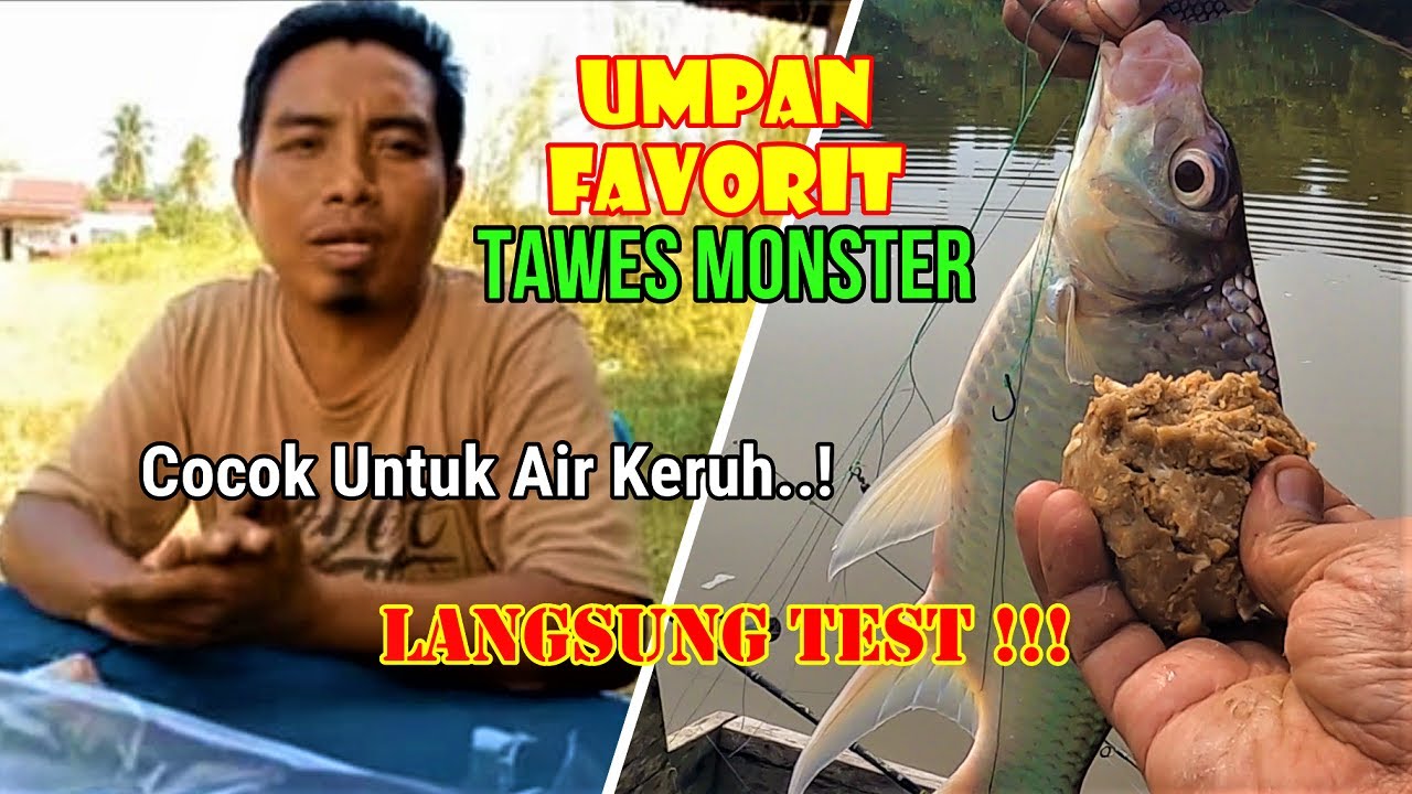Neter !!! Resep Umpan Jitu Ikan Tawes Monster Dari Try jangkrik Boss