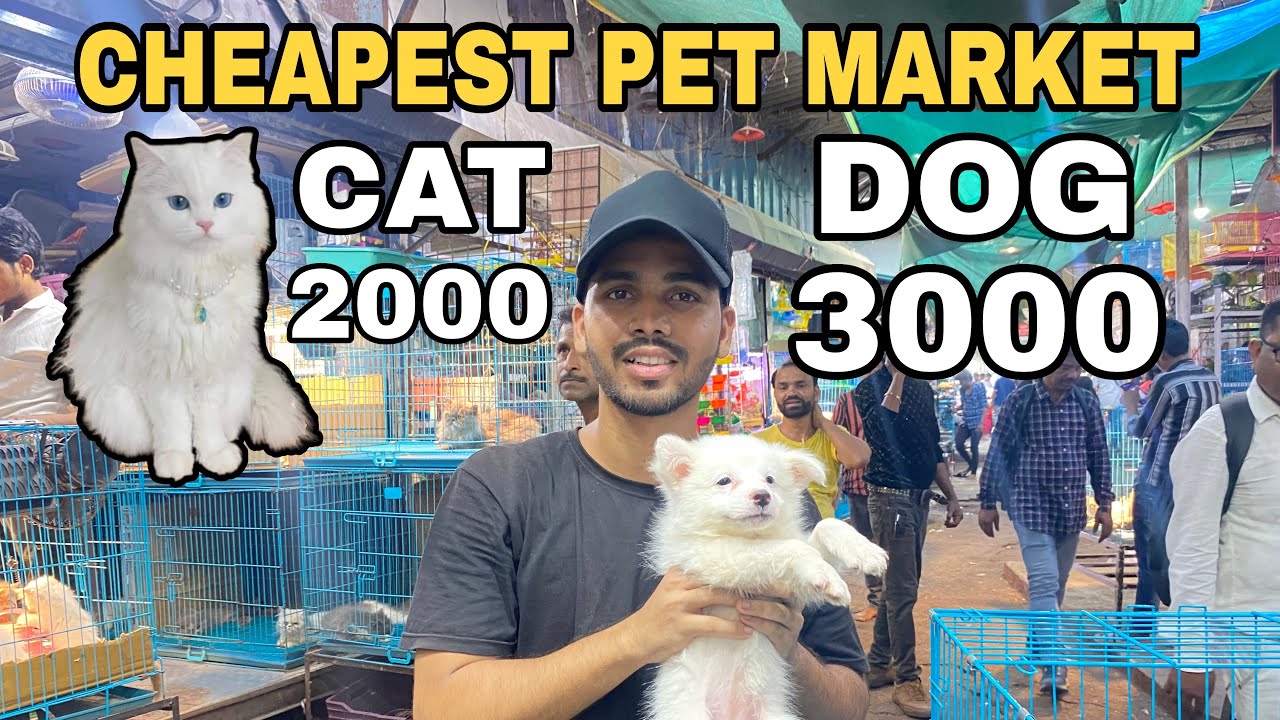 Mumbai Cheap Pet 🦮 Market 2025 | Pet Market Mumbai | Crawford Market