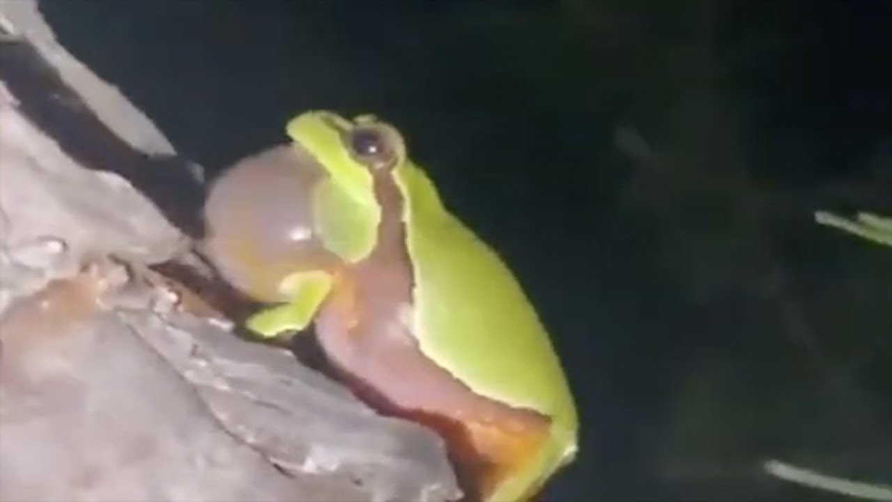 Jazz Frog 10 Hours