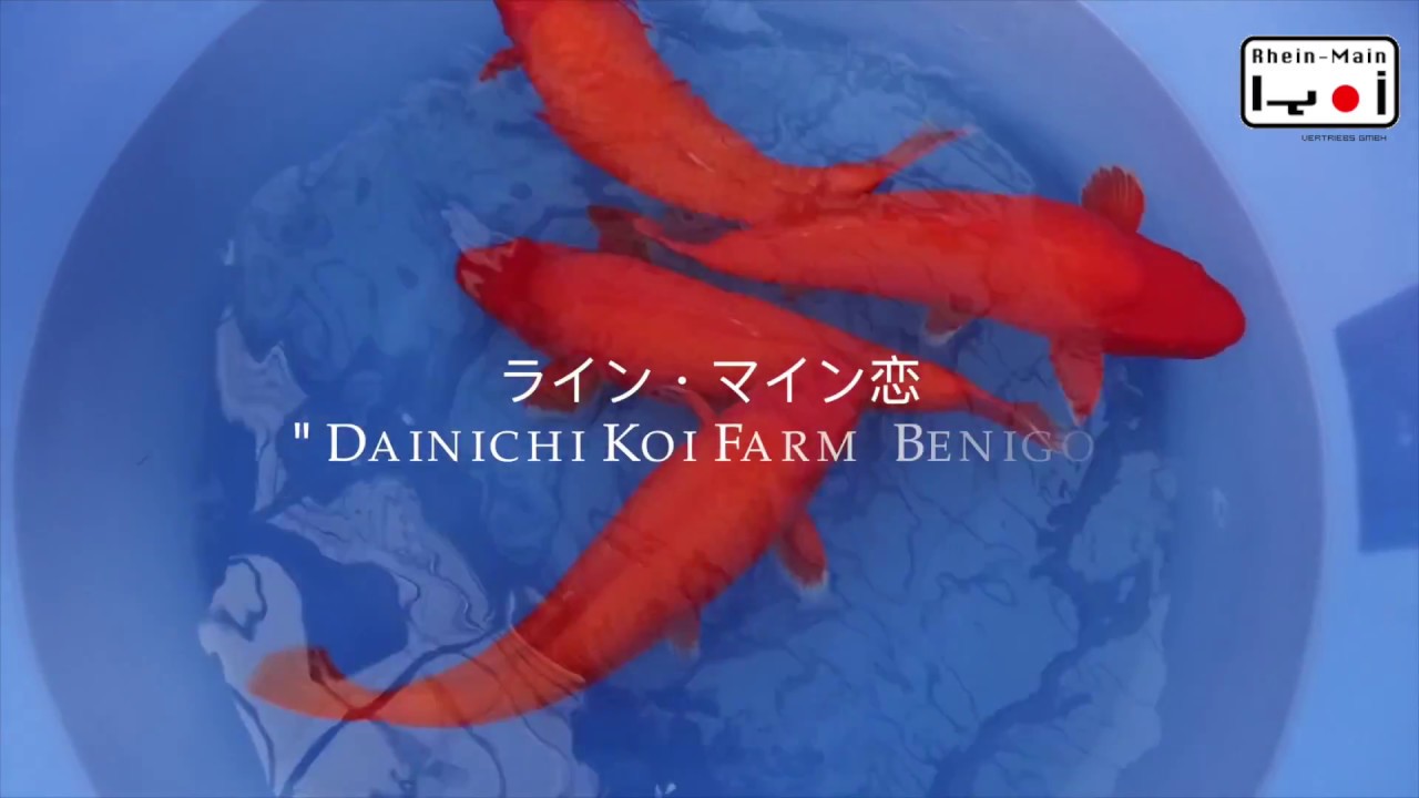 Koi Blog HB 